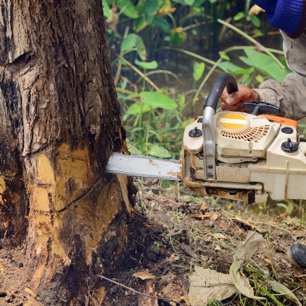 Commercial Tree Removal Macclesfield