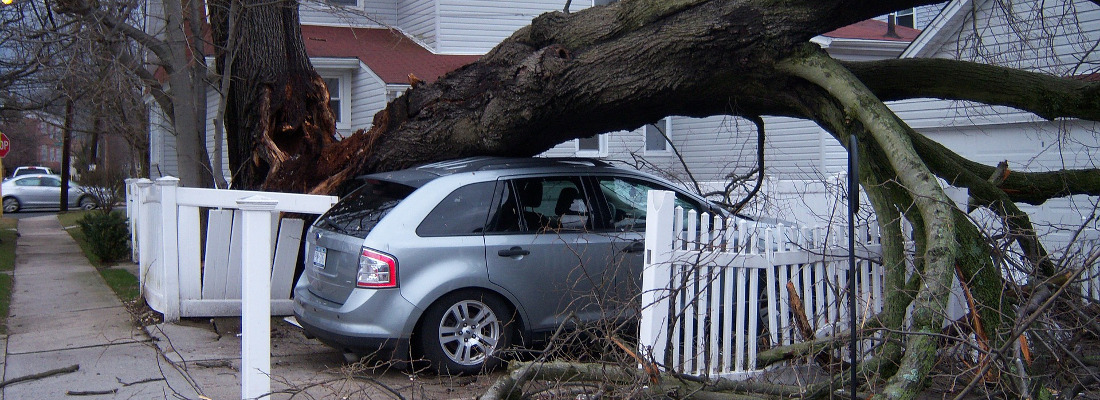 storm damaged tree Macclesfield