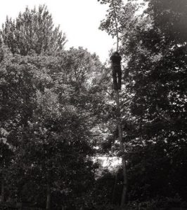 tree crown reduction Macclesfield