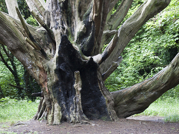 Macclesfield tree damaged by lightening