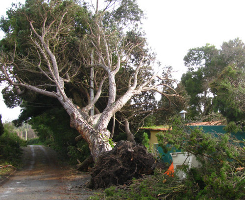 Hattersley tree uprooted after a storm